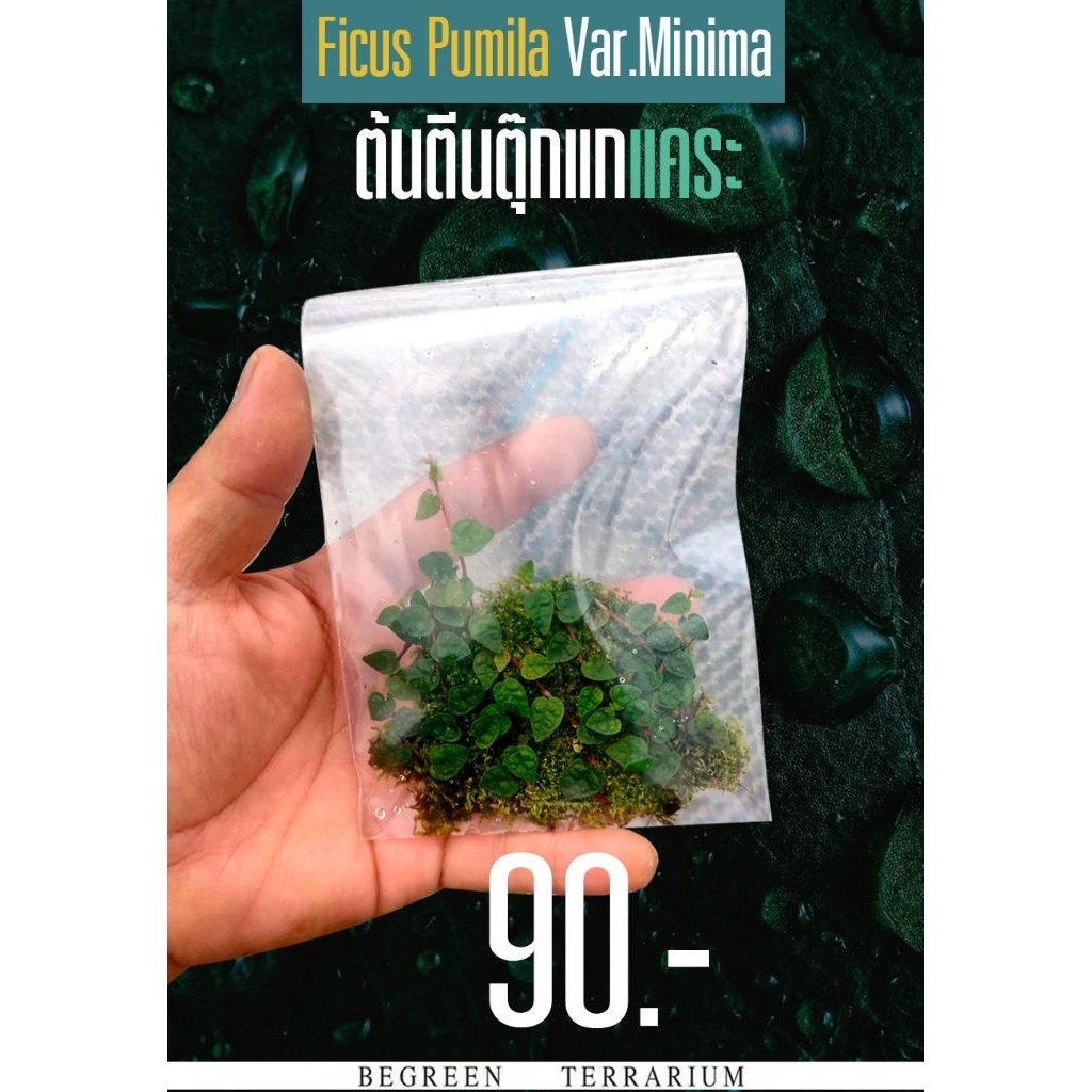 ต้นตีนตุ๊กแกแคระ (ตัดสด) Ficus Pumila Var.Minima