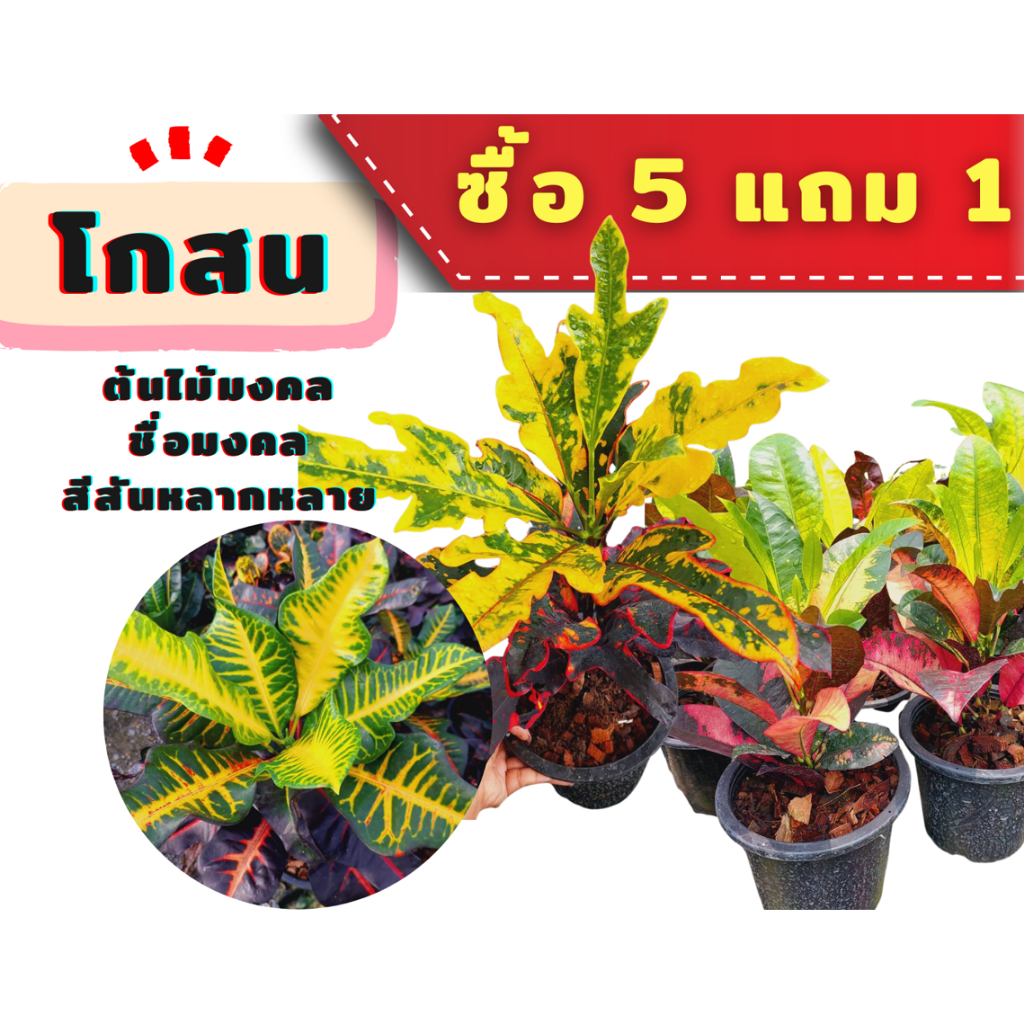 โกสนสายพันธุ์ต่างๆ👉ซื้อ 5 แถม 1📌***รบกวนสั่งซื้อขั้นต่ำ 2 ต้นนะคะ***