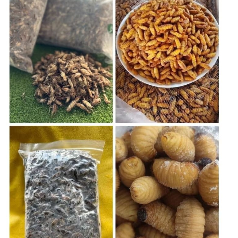 แมลงแช่แข็ง ✨ส่งด่วน✨สะดิ้ง จิ้งหรีด จิ้งโกร่ง ด้วงสาคู หนอนไหม กระชอน (ส่งรถห้องเย็น)✨