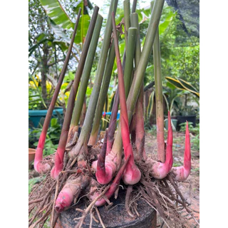 ,ต้นข่า,ต้นพันธุ์ข่าแดง สำหรับปลูกต้นใหญ่ หน่อแดงหน่อดก หน่อแข็งแรง