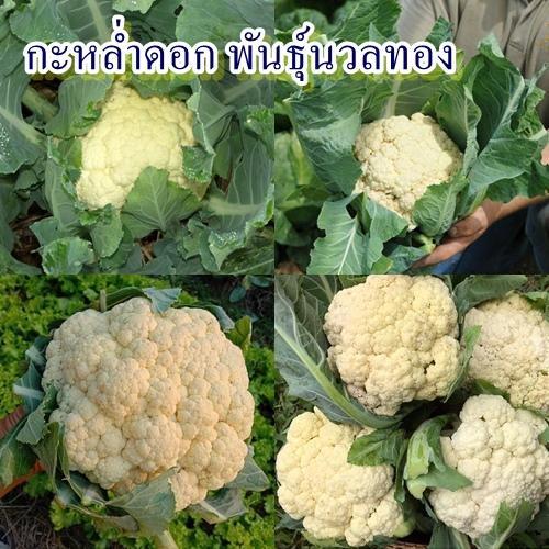 300+ เมล็ด เมล็ดกะหล่ำดอก พันธุ์นวลทอง (ปลูกง่าย ดอกใหญ่นูนสวย ดอกสีเหลืองนวล น้ำหนักดี รสชาติหวานกรอบอร่อยมาก)