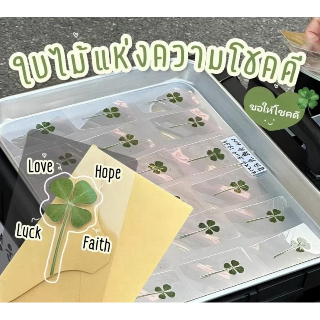 🇹🇭พร้อมส่ง 4leaf Clover Card🍀🍀 การ์ดนำโชค การ์ดโคลเวอร์4แฉก