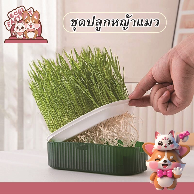 Boqi Factory 🌱ชุดปลูกหญ้าแมว🌱 หญ้าแมวออแกนิก เมล็ดข้าวสาลี ถาดเพาะต้นอ่อน 1 ชุด YC-709