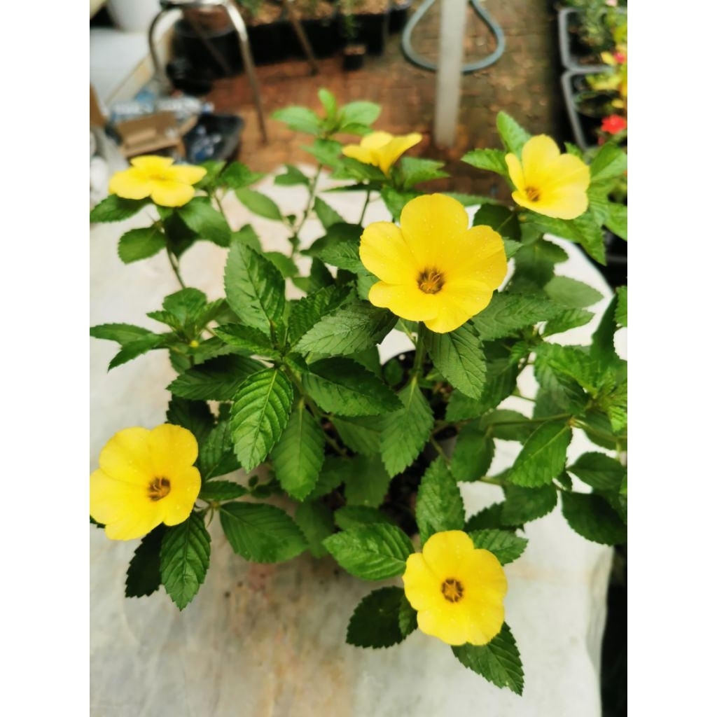 ต้นบานเช้า​ ไม้ดอก​ไม้ประดับ​อายุหลายปี​ - รูปที่ 2