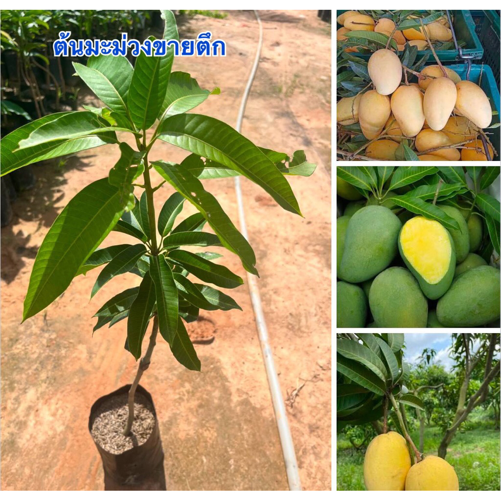 ต้นมะม่วงขายตึกต้นพันธุ์สวยพร้อมส่งครับ