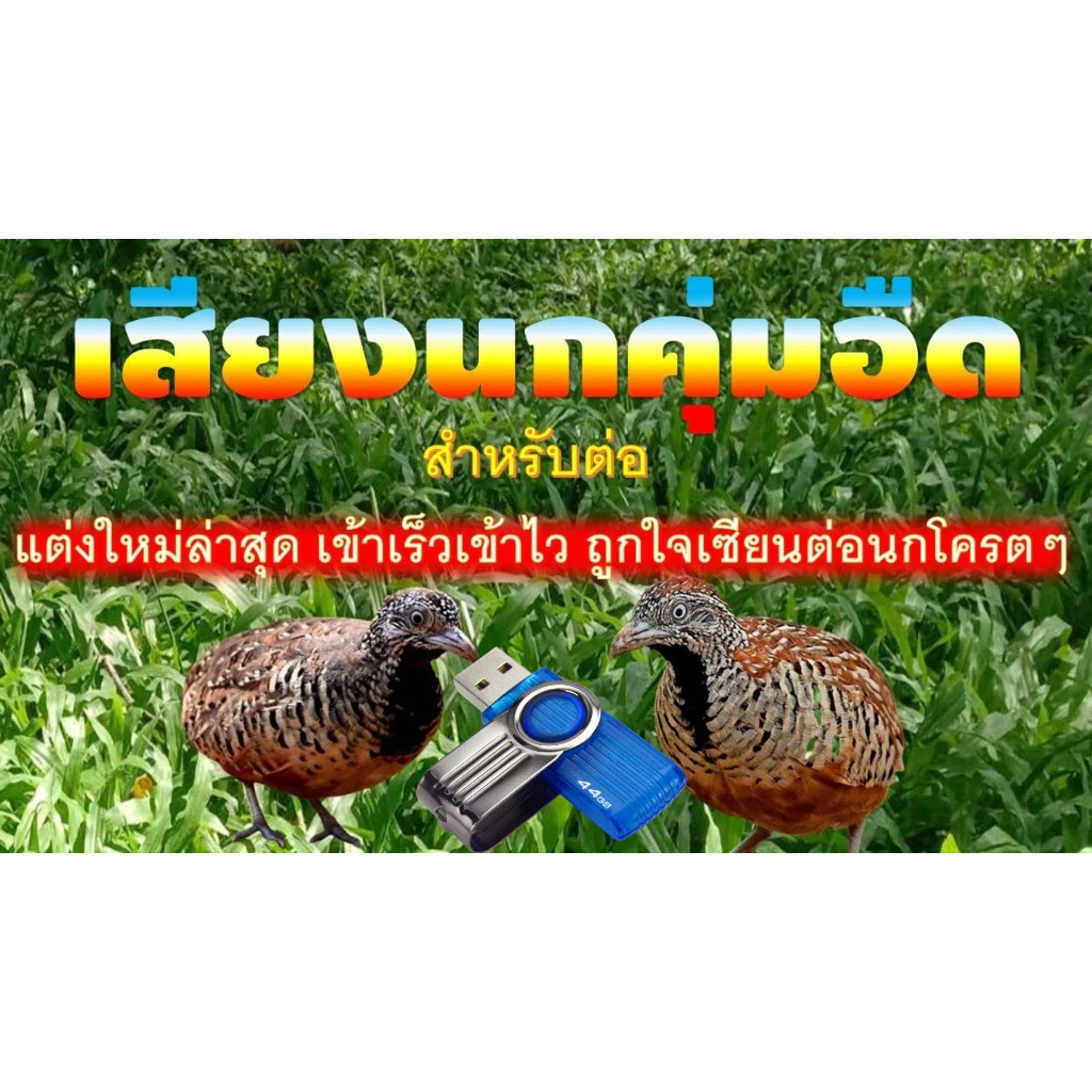เสียงต่อนกคุ่มอืด ต่อเนื่องไม่สะดุด ความยาว 24 ชั่วโมง เข้าเร็ว1000%