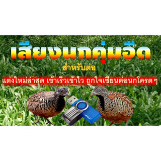 เสียงต่อนกคุ่มอืด ต่อเนื่องไม่สะดุด ความยาว 24 ชั่วโมง เข้าเ…