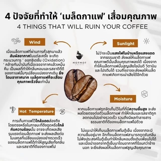 Ethiopia Yirgacheffe G2 (Washed) |100g Omni Roasted | เมล็ดกาแฟคั่ว MOTMOT COFFEE