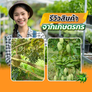 ผงดำเทพสถิตย์ ขนาด 15 กรัม ปุ๋ยทางใบ ใช้ได้ 100 ไร่ อาหารเสริมพืชฉีดทางใบ