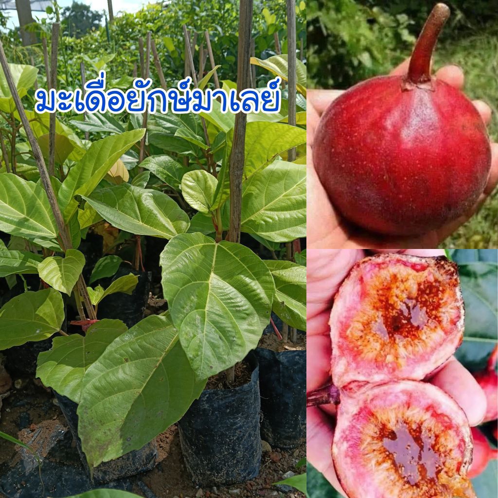 ต้นมะเดื่อยักษ์มาเลย์ (กิ่งตอน) ต้นพันธุ์แข็งแรงพร้อมปลูก
