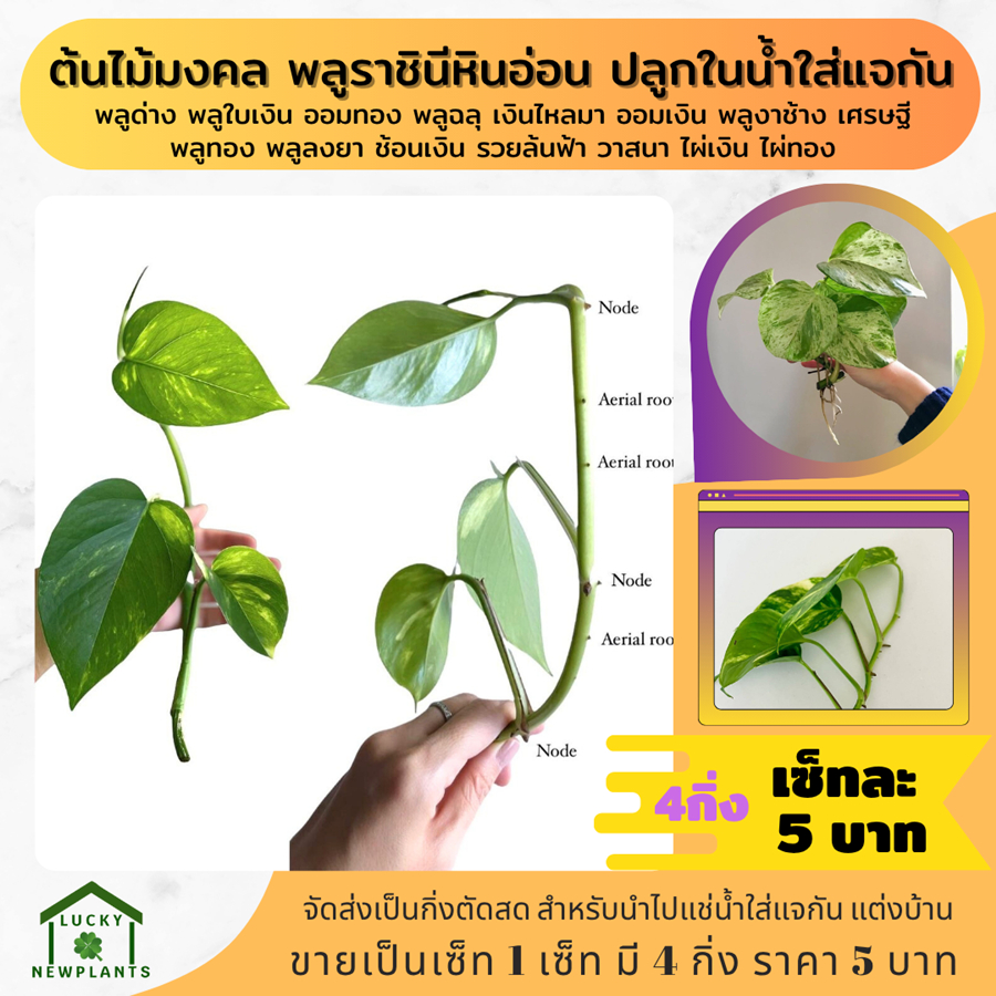ต้นไม้มงคล ต้นไม้จิ๋ว ไม้ฟอกอากาศ 5 บาท เซ็ทละ 4 กิ่ง รูปที่ 8