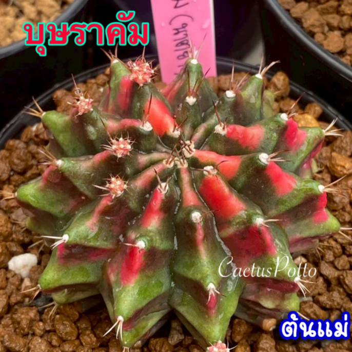 ❤️❤️มีส่งด่วน❤️❤️ยิมโน โคลน บุษราคัม ของ นาตยา การ์เด้น🌵 /Cactus /Gymno/Gymnocalycium/แคคตัส/ยิมโนด่าง/ไม้ชำหน่อ​