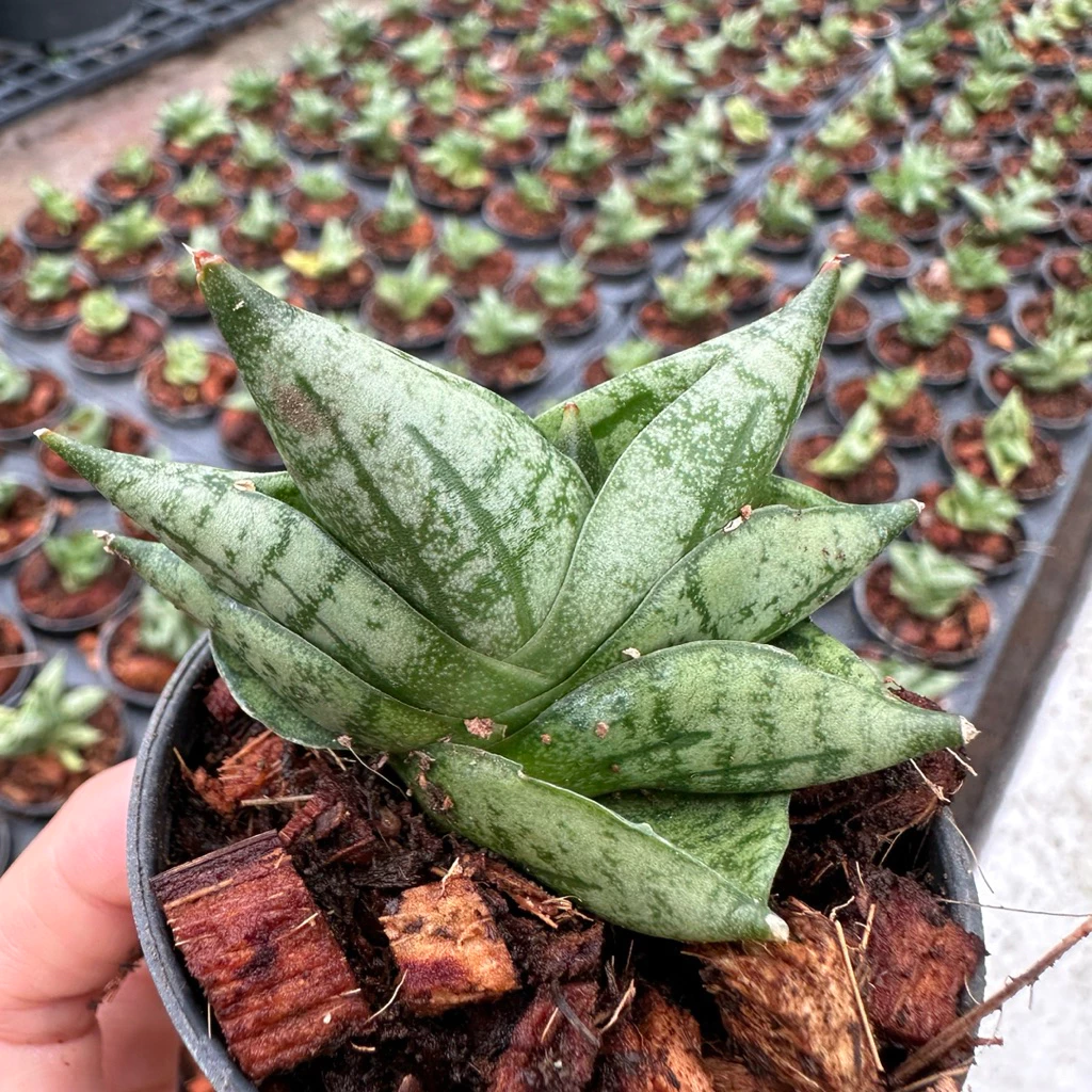 ต้นลิ้นมังกร งาช้างบอนเซลแคระ Sansevieria Boncel รากแน่นแข็งแรง