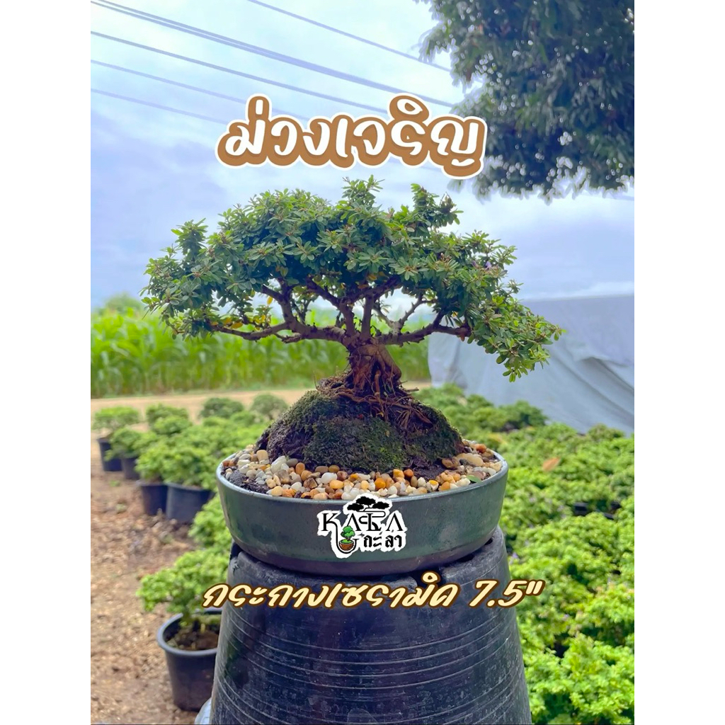 ต้นม่วงเจริญ หรือหลินซามแคระ กระถางเซรามิค 7.5 นิ้ว บอนไซไม้จิ๋ว สวนถาด ต้นไม้จริง ของตกแต่ง ดูแลง่าย รดน้ำชุ่ม แดดจัด