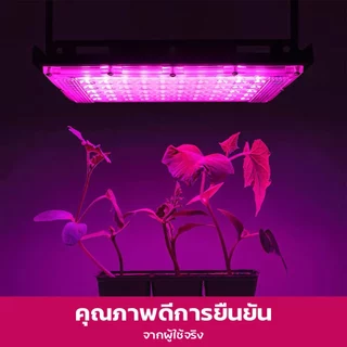 ไฟเลี้ยงต้นไม้ ไฟปลูกต้นไม้ 100W ไฟเลี้ยงแคคตัส ไฟเลี้ยงไม้ด่าง ไฟเลี้ยงกระบองเพชร Full Spectrum LED Growth Lights