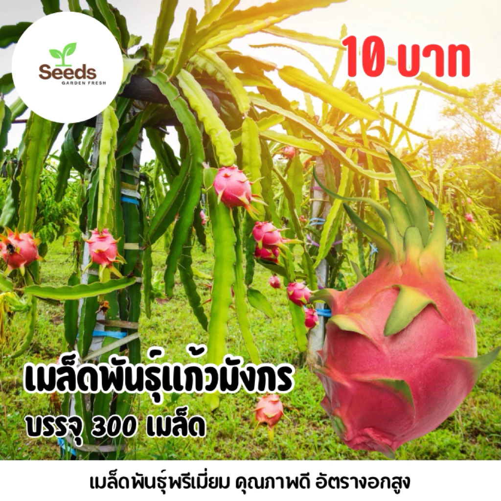 สุดคุ้ม!!! เมล็ดพันธุ์ แก้วมังกร บรรจุ 300 เมล็ด/ซอง