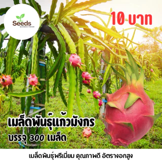 สุดคุ้ม!!! เมล็ดพันธุ์ แก้วมังกร บรรจุ 300 เมล็ด/ซอง