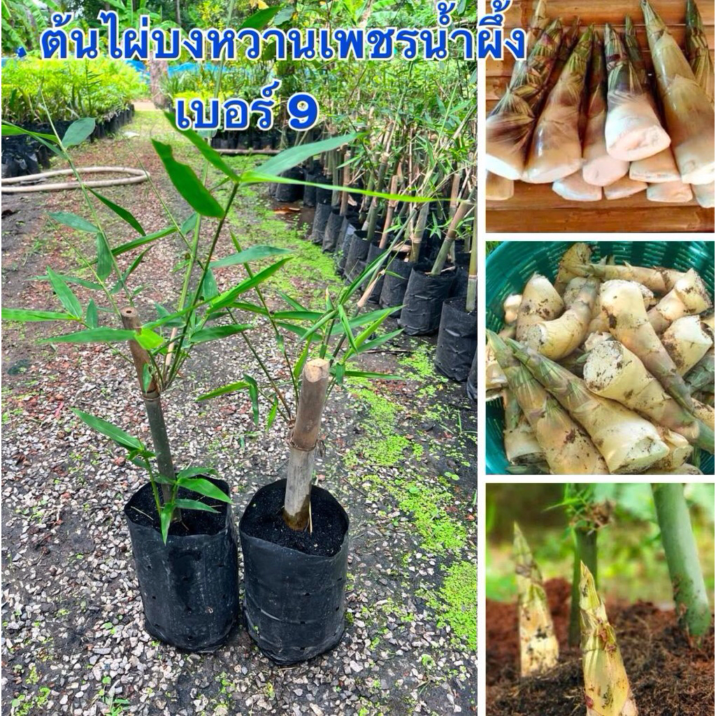 ต้นไผ่บงหวานเพชรน้ำผึ้งเบอร์9 2ต้น260.บาทพร้อมส่งค่ะ