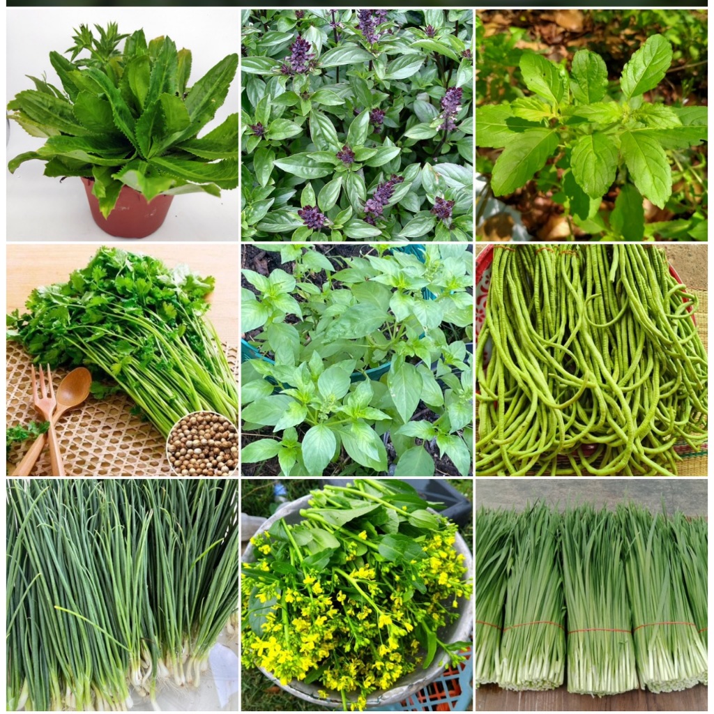 เมล็ดผักพื้นบ้าน ขายดี เมล็ดพันธ์พืช กุยช่าย ผักชีลาว ผักโขม ต้นหอม ถั่ว สลัด [ซื้อ 10 แถม 1]