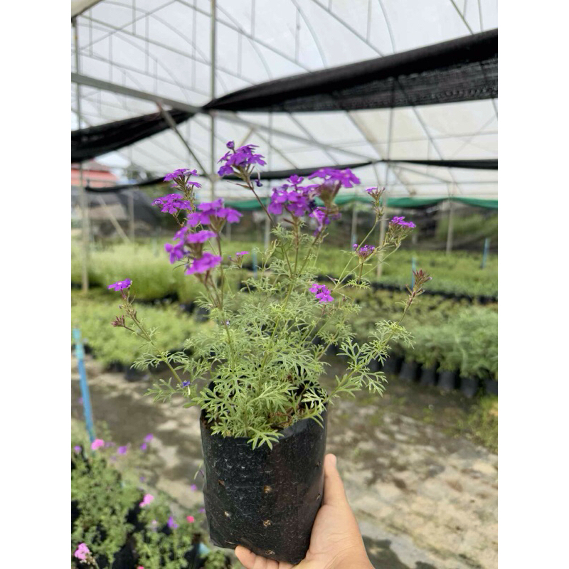 เวอร์บีน่าเลื้อย คละสี (ขาว ม่วง ชมพู)// Verbena  // แบบถุง //ดอกไม้กินได้