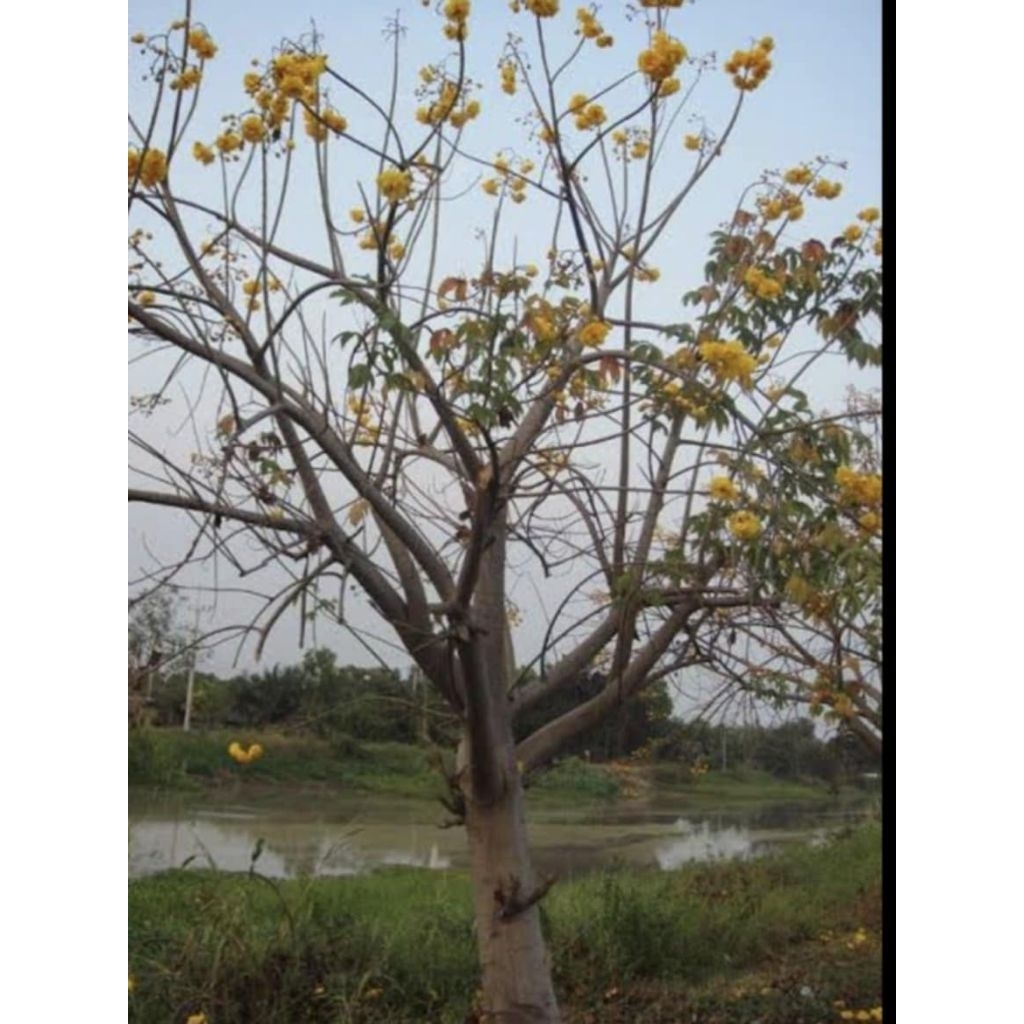 ต้นสุพรรณิการ์ ดอกใหญ่ ดอกซ้อน ดอกสีเหลืองอมส้มนิดดอกสวยมาก กลิ่นหอม ติดดอกดก สูง70-90ซ.ม แบบกิ่งชำ - รูปที่ 3