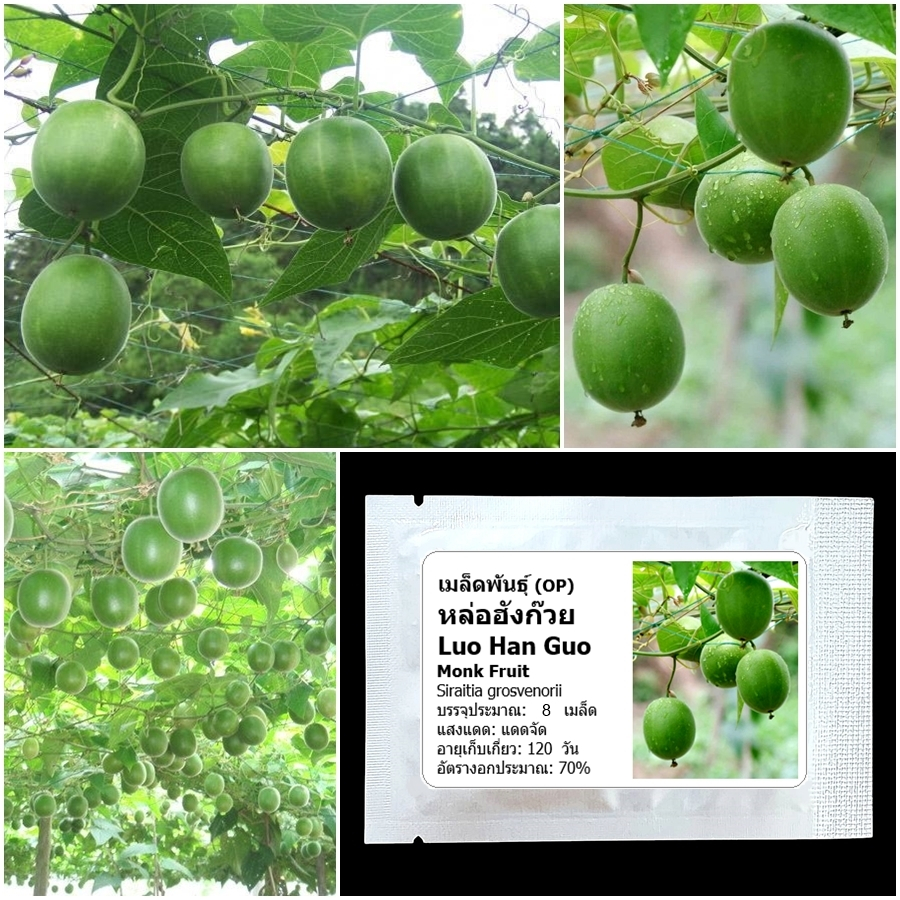 เมล็ดพันธุ์ หล่อฮังก๊วย Monk Fruit (Luo Han Guo) Seed 8 เมล็ด คุณภาพดี ของแท้ 100%