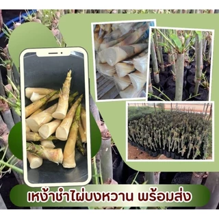 หน่อไม้บงหวานเพรชน้ำผึ้ง(ส่งใน1-2วัน)กินสดได้ ไม่มีไซยาไนด์ ไม่มียูริก เป็นเกาต์ทานได้ หวานกรอบจากธรรมชาติไม่ใช้ปุ๋ยเคมี