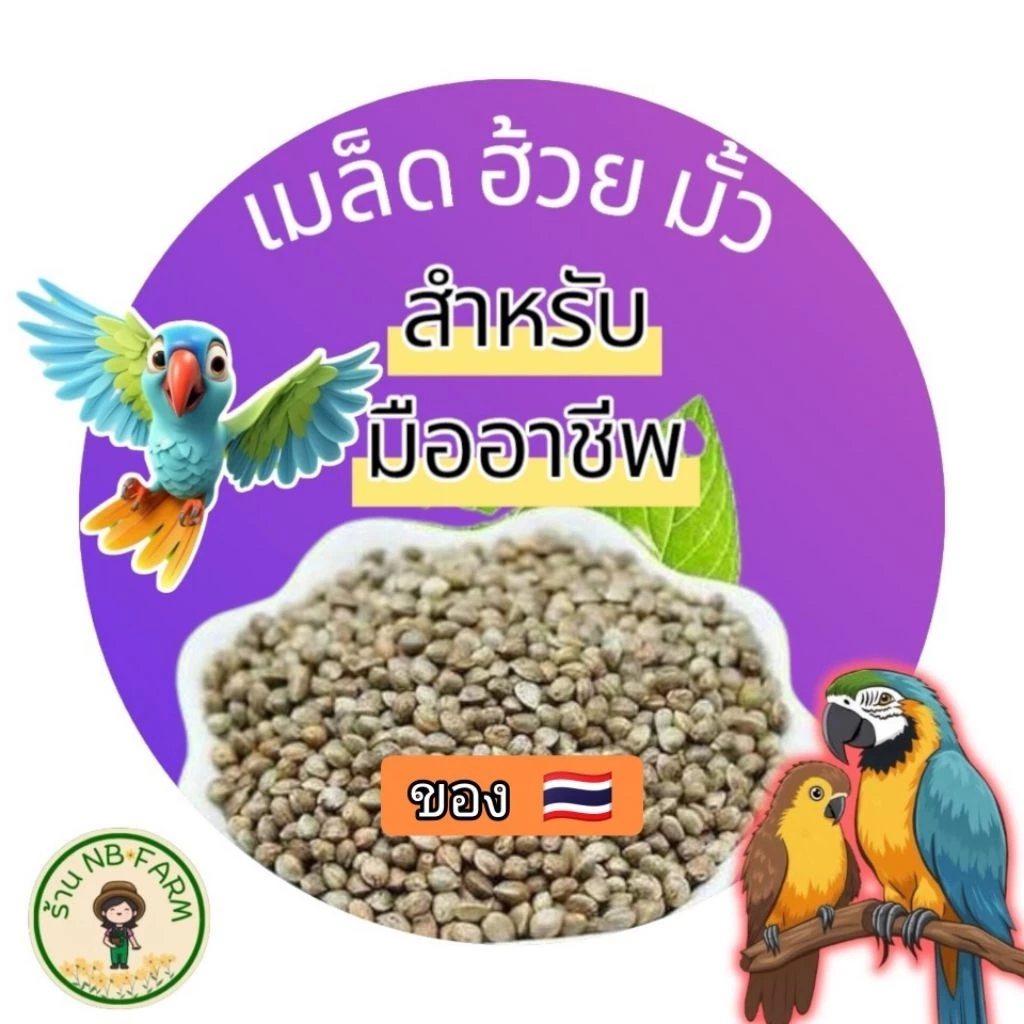 🌱 ฮวยมั้ว จากไทย 🇹🇭 เมล็ดคุณภาพดี พร้อมจำหน่าย🏆