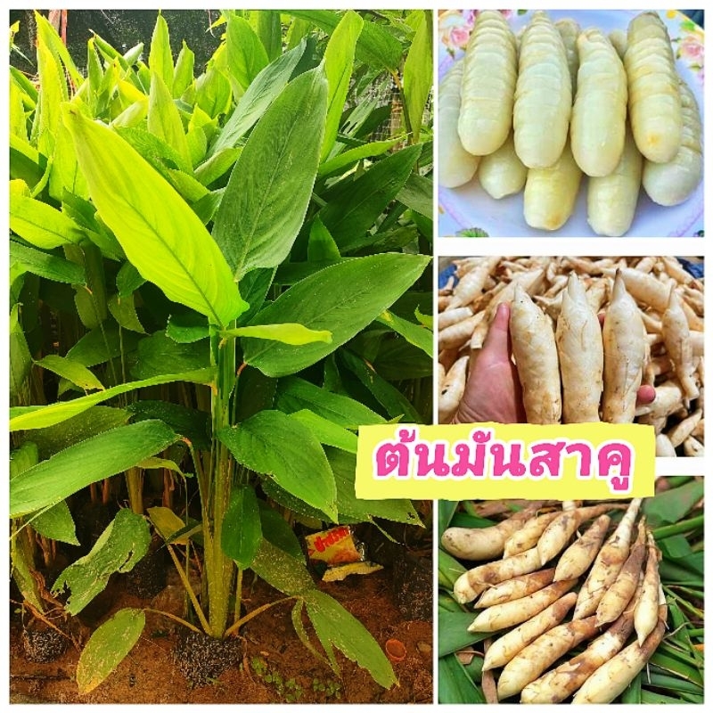 ต้นมันสาคู , มันสาคูขาว ต้นชำถุงเเตกกอพร้อมปลูก พร้อมออกหัว มันพื้นบ้านรสชาดอร่อย สินค้าเสียหายยินดีเคลมฟรี
