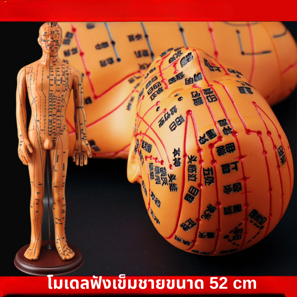 พร้อมส่ง! หุ่นโมเดลจำลองฝังเข็มชาย/หญิง ขนาด 52cm Anatomy พร้อมเข็มฝังจริงได้ เหมาะสำหรับการแพทย์ กา