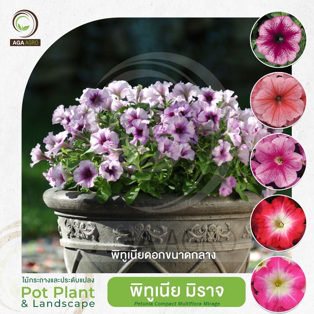 AGA AGRO I "พิทูเนีย มิราจ" ดอกขนาดกลาง พันธุ์ยอดนิยม ลายเส้นบนกลีบดอก-100เมล็ด -Petunia Mirage