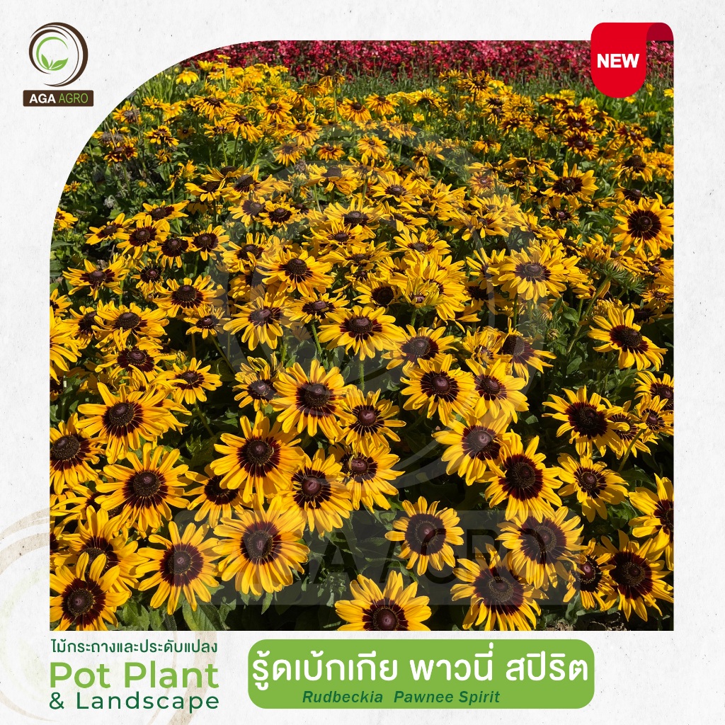 AGA AGRO I "รู้ดเบ้กเกีย พาวนี่ สปิริต" สีเหลืองทอง ใจกลางดอกสีเหลืองน้ำตาล-50เมล็ด-Rudbeckia Pawnee Spirit