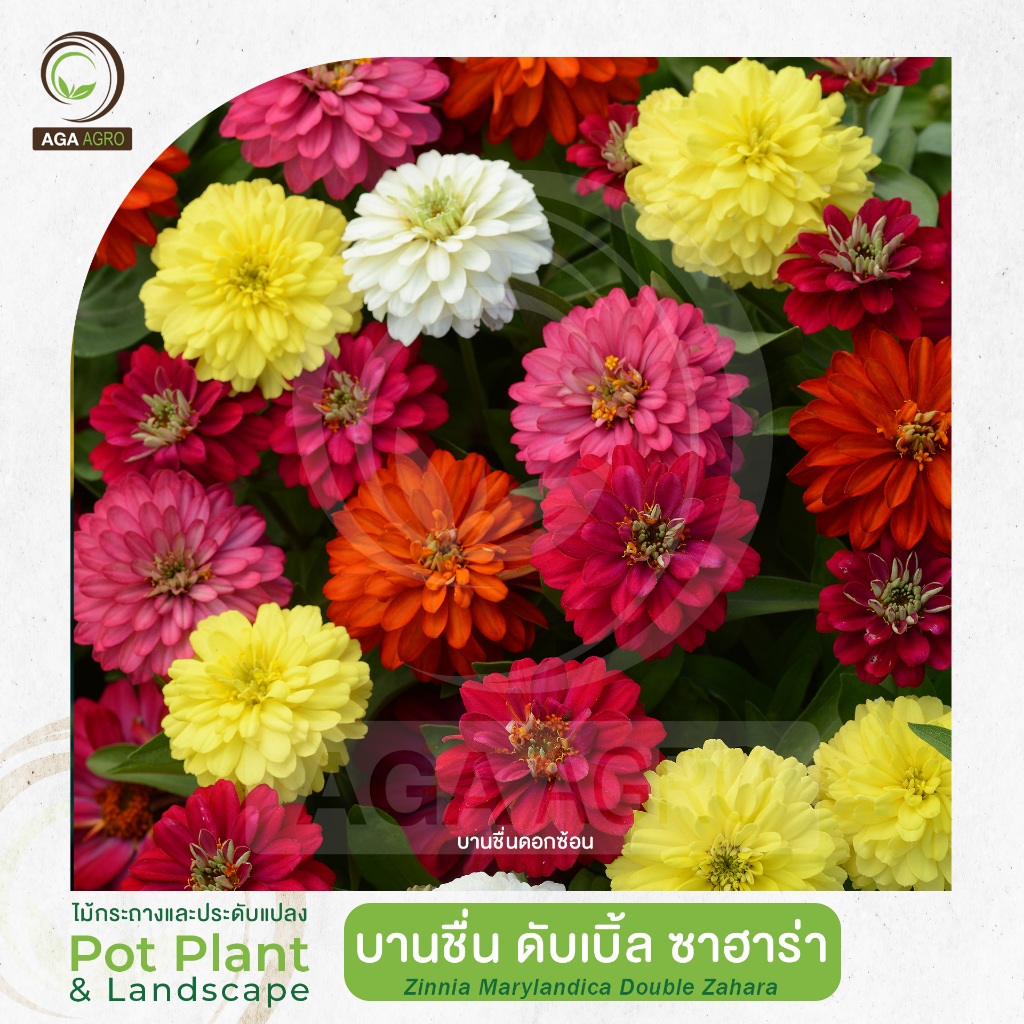 AGA AGRO I "บานชื่น ดับเบิ้ล ซาฮาร่า" ดอกซ้อนกว่าทุกพันธุ์ ทนร้อน ชอบแดดจัด-100เมล็ด-Zinnia Double Zahara