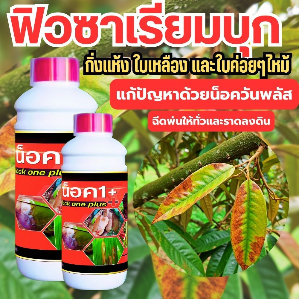 น็อควันพลัส หยุดปัญหา โรคฟิวซาเรียมบุก กิ่งแห้ง ใบเหลือง ใบร่วง แถมยังลามเป็นใบไหม้ ไฟท็อปลงต้น
