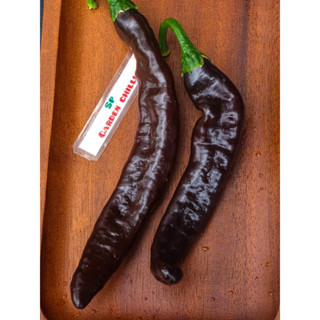 เมล็ดพันธุ์พริกพาซิลล่า บาจิโอ (Pasilla Bajio)