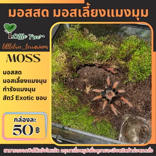 มอสสด มอสเลี้ยงบึ้ง มอสเลี้ยงแมงมุม กล่องละ 50 บาท