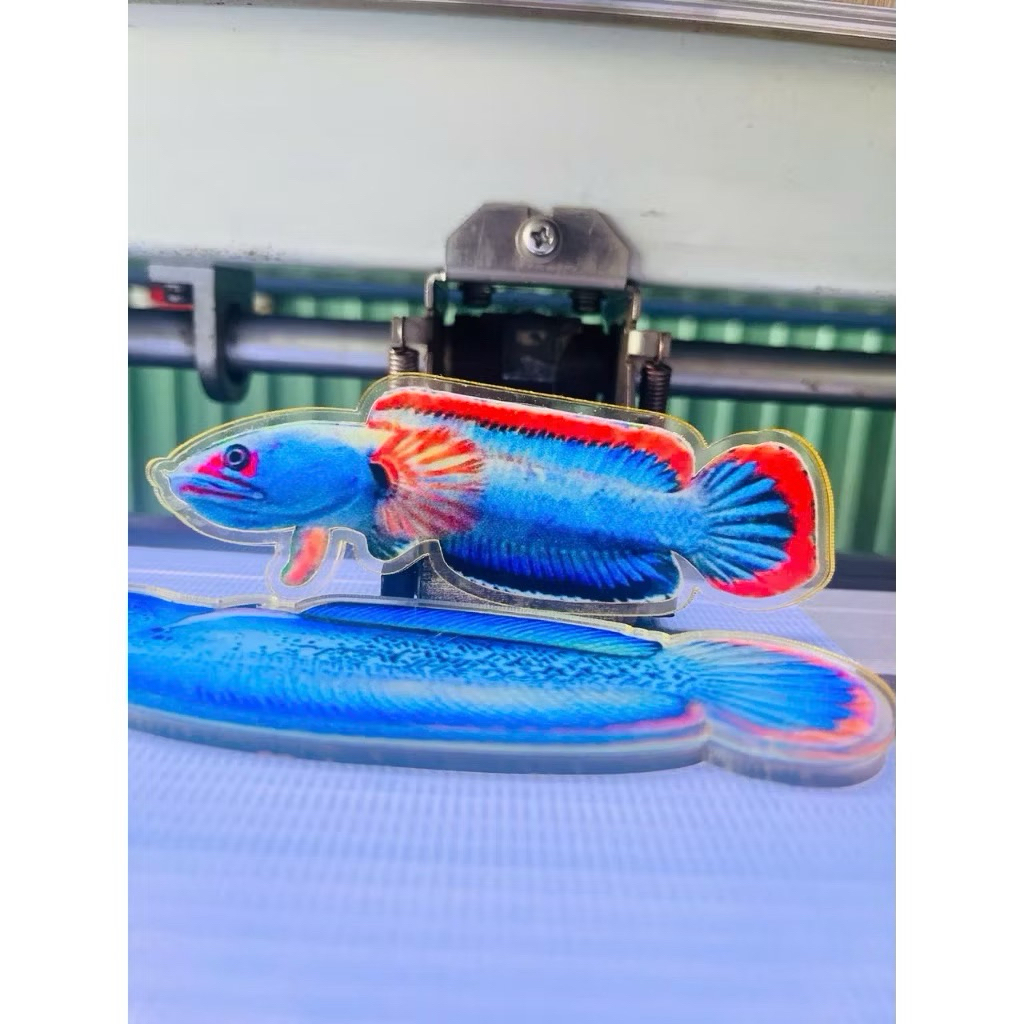 ไฟไอซ์ ตบแต่งตู้ปลา ปลากั้งไฟร์ไอซ์