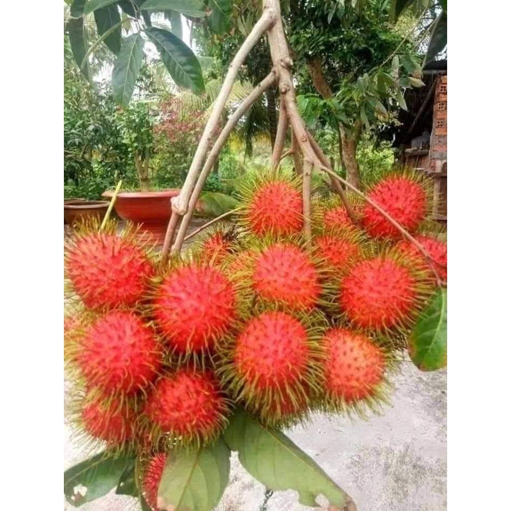 ต้นเงาะโรงเรียนนาสาร  ติดตา 1 ปีติดผล ต้นพันธุ์สูง 80-100 ซม. - รูปที่ 4