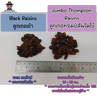 ลูกเกดดำ เม็ดใหญ่ จัมโบ้ 1 กิโลกรัม(Jumbo Black Raisins)