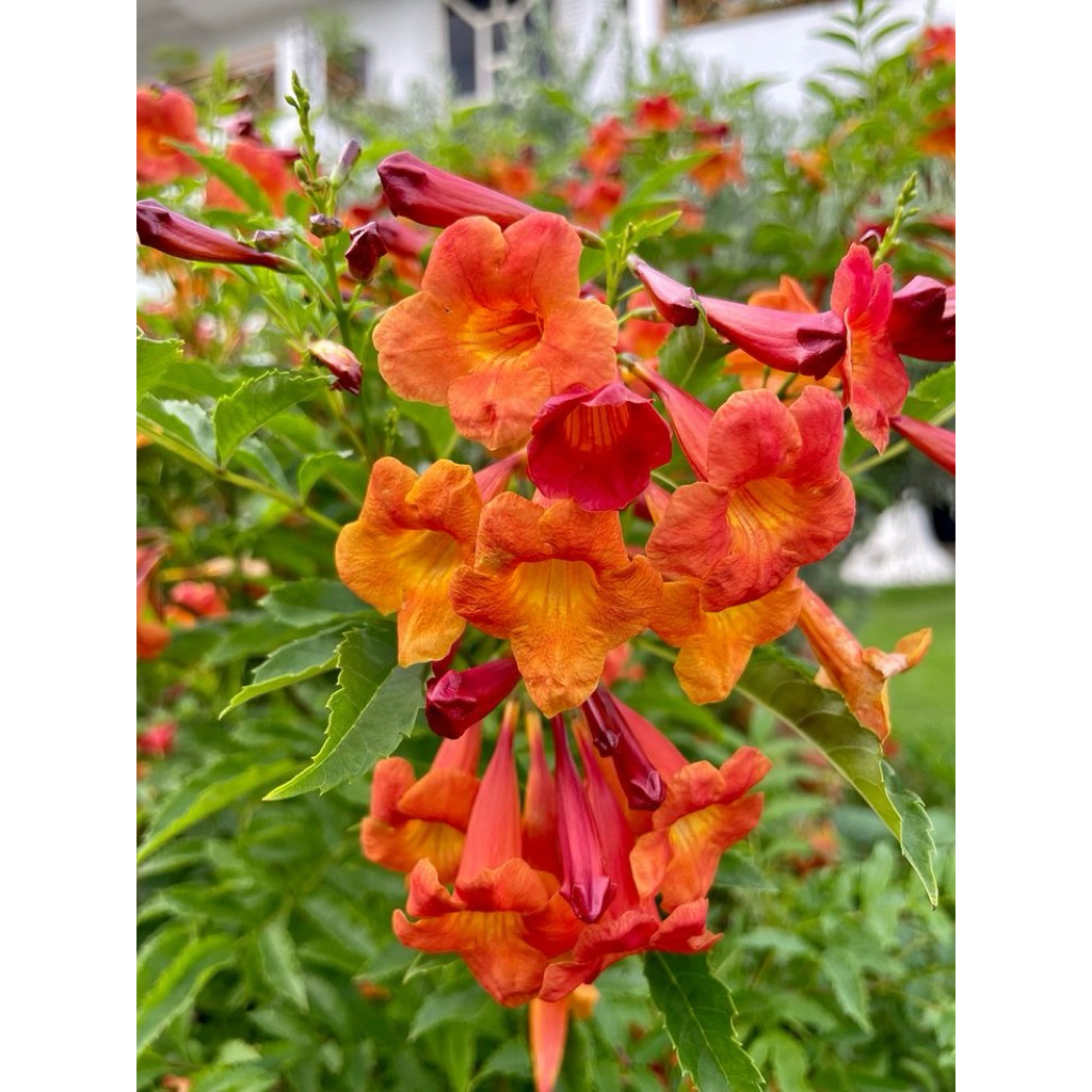ทองอุไรสีส้ม1ต้นถุงดำไม้ประดับไม้มงคล