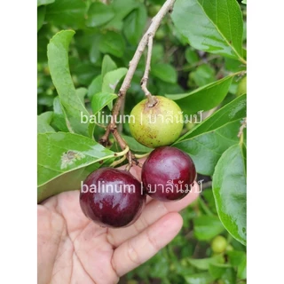 balinum ลูกตะขบยักษ์ไร้หนาม (1 kg.) ผลไม้สดออร์แกนิคปลอดสารพิษ 1000% สดจากสวนเชียงใหม่ ตะขบป่า หมักเบ็น หมากเบน มะเกว๋นต