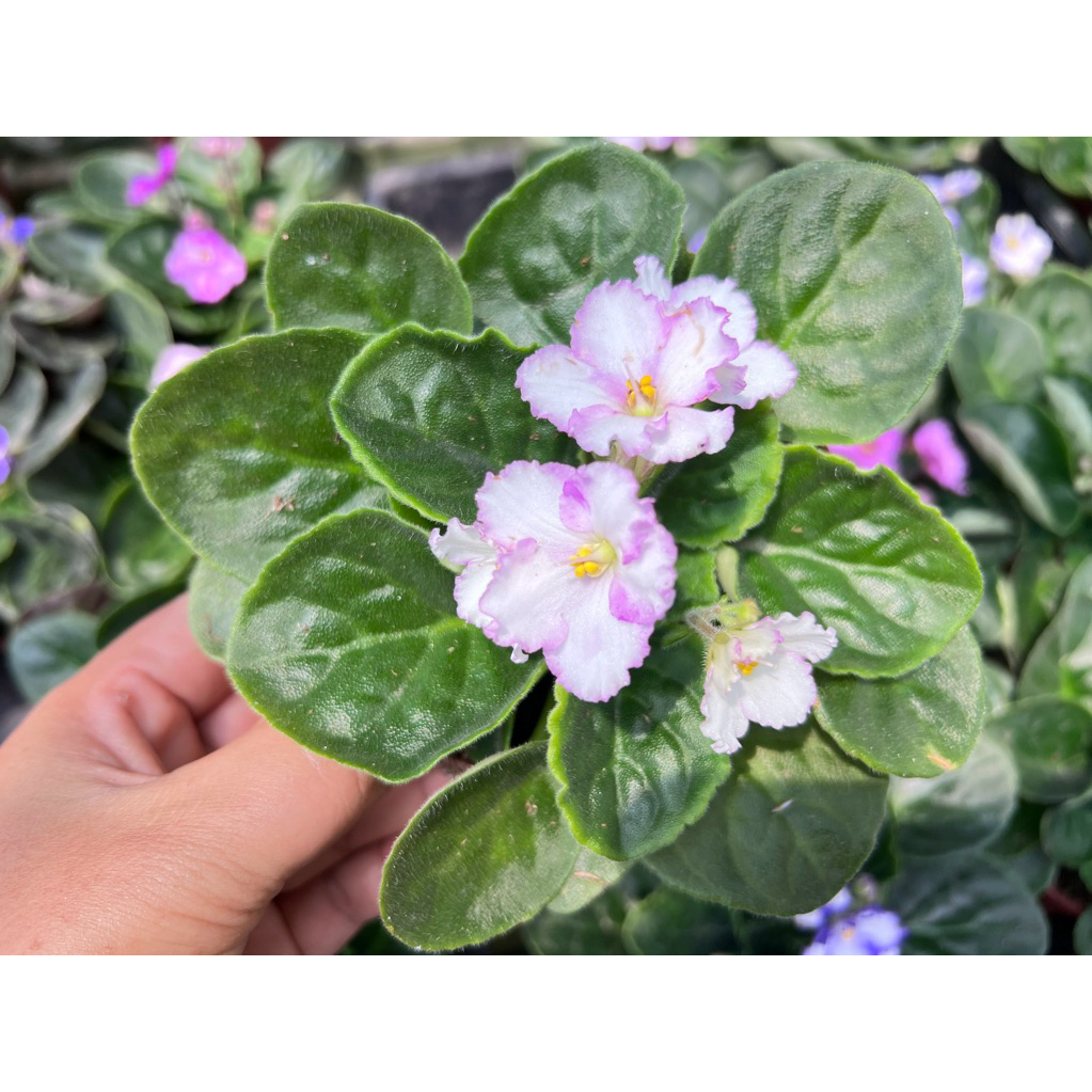 ต้นอัฟริกัน ไวโอเล็ต #African violet  หลายสี ไม้นำเข้า