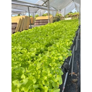 [ชุด3กล่องครบชุด] ชุดกล่องโฟมปลูกผักไฮโดรโปนิกส์ ปลูกผักไฮโดรโปนิกส์ hydroponic