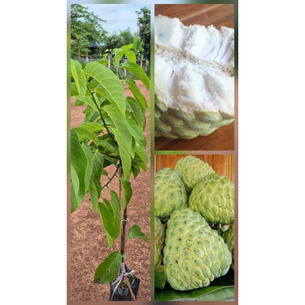 ต้นน้อยหน่าฝ้ายเขียวเกษตร ลูกใหญ่ เนื้อหนาหวานอร่อยเมล็ดน้อย สูง 70-100ซ.ม ต้นทาบกิ่ง ราคาถูก Shopee Lazada