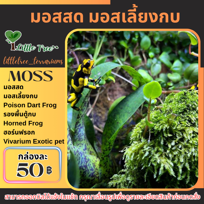 มอสทำรังกบ มอสเลี้ยงกบ Horned Frog ฮอร์นฟรอก Poison Dart Frog กล่องละ 50 บาท