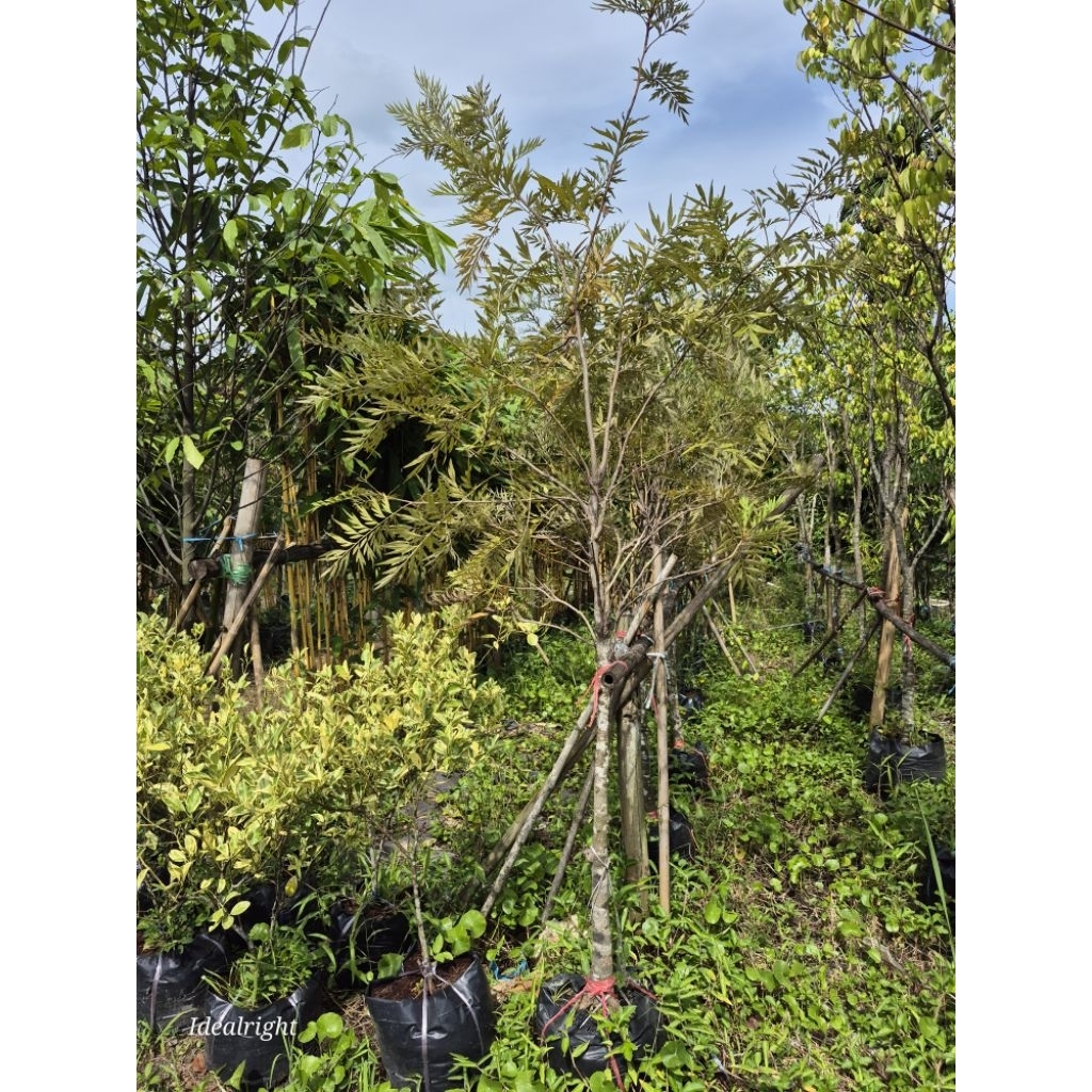 ต้นซิลเวอร์โอ๊คสูง 2 เมตร พร้อมส่งทั่วไทย