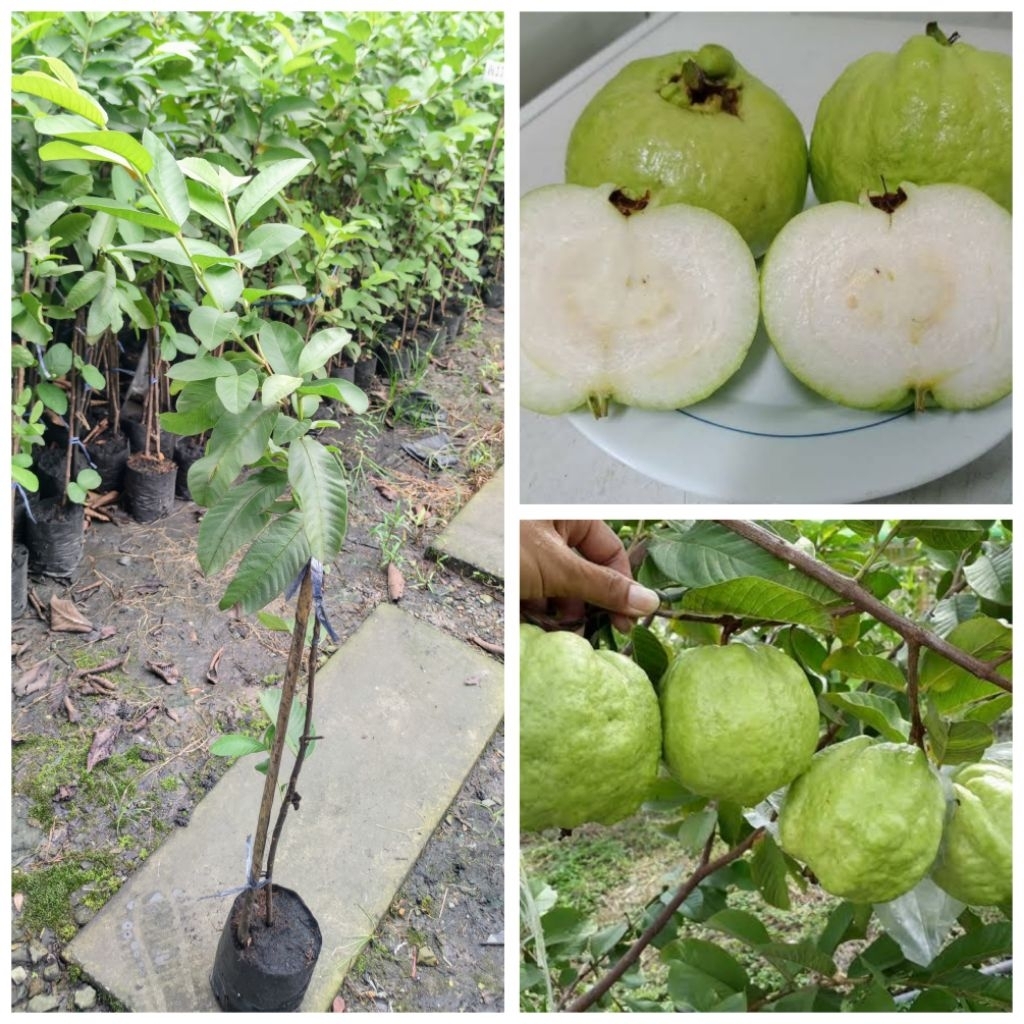 ต้นฝรั่งสุ่ยมี่ ฝรั่งสายน้ำผึ้ง ขนาด70-90cm รสชาติหวานกรอบ เม็ดน้อย