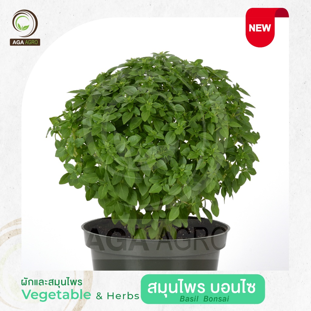 AGA AGRO I "โหระพา บอนไซ" พันธุ์ใหม่! ใบเล็ก ต้นเตี้ย โตไว-100เมล็ด-Basil Bonsai