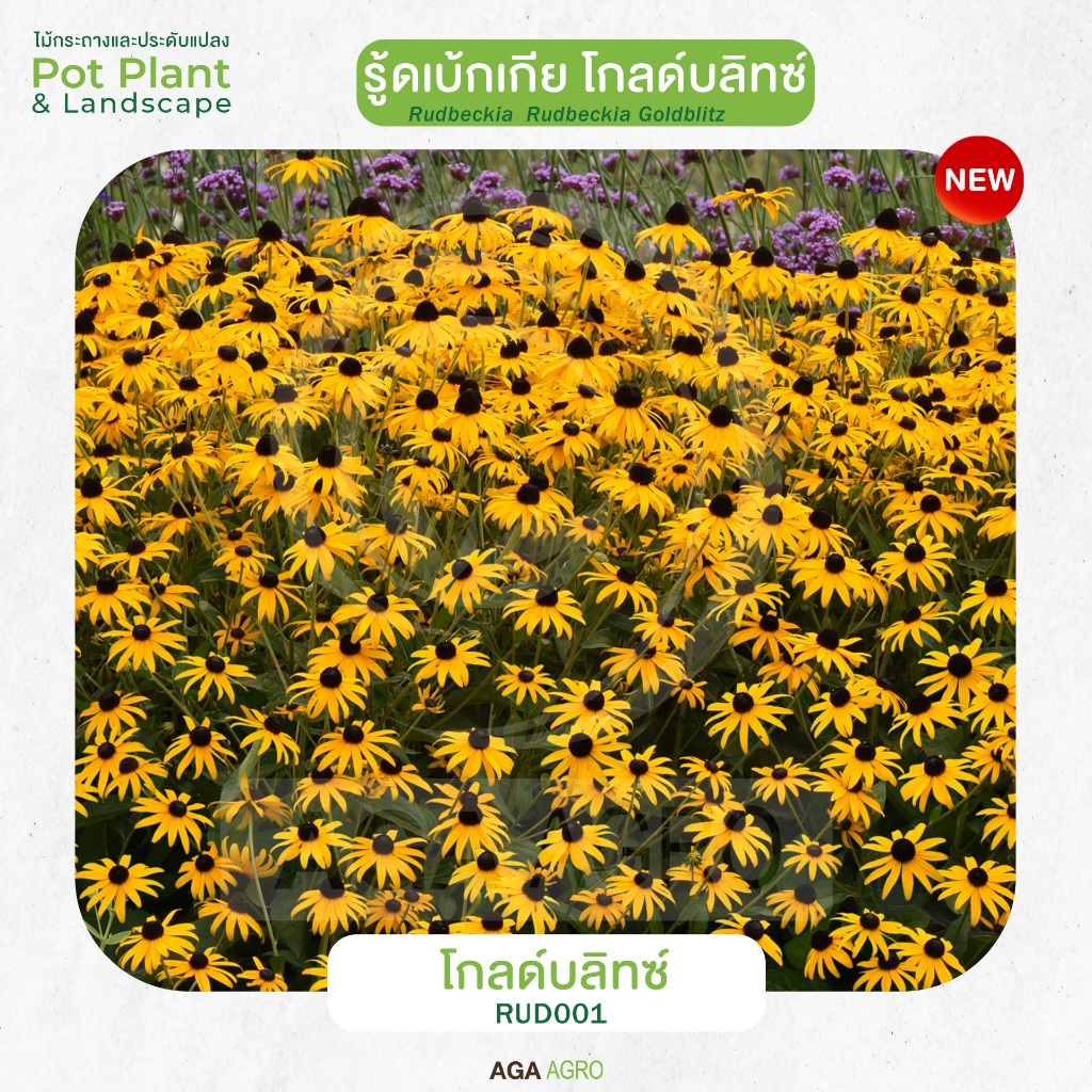 AGA AGRO I “รู้ดเบ้กเกีย โกลด์บลิทซ์” พันธุ์ใหม่ ดอกเล็ก สีเหลืองทอง-50&100เมล็ด-Rudbeckia Goldblitz ราคา ถูกที่สุด ดีลบีเคเค แกลเลอรีภาพที่ 6