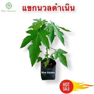 ต้นมะละกอ แขกนวลดำเนิน เนื้อกรอบ ทานอร่อย 🔥ซื้อ 5 แถมฟรี 1 🔥